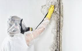 Biohazard Mold Removal in Youngstown, OH